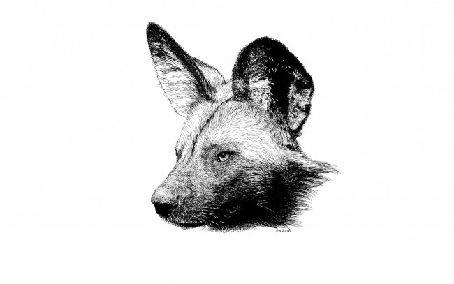 Обои картинки фото рисованное, минимализм, взгляд, собака, гиеновидная, хищник