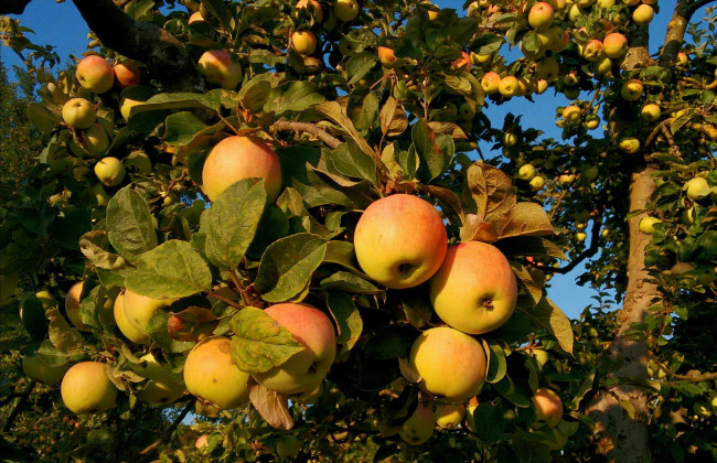 Обои картинки фото природа, плоды, яблочки