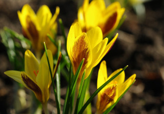 Картинка цветы крокусы апрель весна дача жёлтый цвет красота луковичные макро первоцветы природа радость растения флора