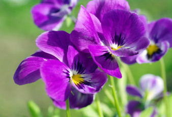 Картинка цветы анютины+глазки+ садовые+фиалки анютины глазки виола дача двулетники красота лето макро многолетники природа растения фиалки флора цветок