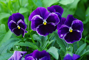 Картинка цветы анютины+глазки+ садовые+фиалки анютины глазки виола дача двулетники красота лето макро многолетники природа растения фиалки флора цветок