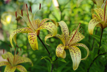 Картинка цветы лилии +лилейники дача жёлтый цвет июль красота лето луковичные пестики природа растения тычинки флора