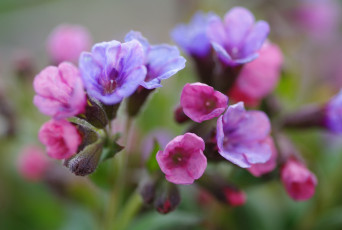 Картинка цветы медуница флора растения радость сиреневый цвет пробуждение природа нежность первоцветы розовый весна дача май