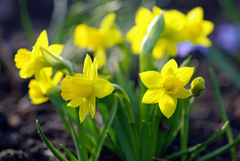 Картинка цветы нарциссы май луковичные растения первоцветы природа дача красота весна флора