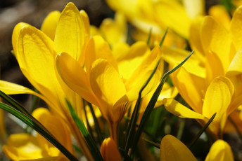 Картинка цветы крокусы апрель весна дача жёлтый цвет красота луковичные макро первоцветы природа радость растения флора