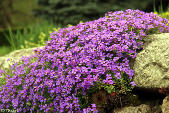 Картинка цветы розовый