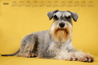 обоя календари, животные, собака, взгляд