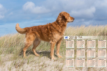 Картинка календари животные собака взгляд
