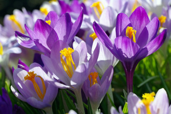 Картинка цветы крокусы апрель весна дача красота луковичные макро первоцветы природа радость растения сиреневый цвет флора