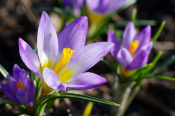 Картинка цветы крокусы апрель весна дача красота луковичные макро первоцветы природа радость растения сиреневый цвет флора
