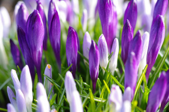 Картинка цветы крокусы апрель весна дача красота луковичные макро первоцветы природа радость растения сиреневый цвет флора