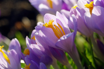 Картинка цветы крокусы апрель весна дача красота луковичные макро первоцветы природа радость растения сиреневый цвет флора