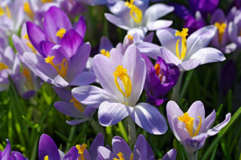 Картинка цветы крокусы апрель весна дача красота луковичные макро первоцветы природа радость растения сиреневый цвет флора