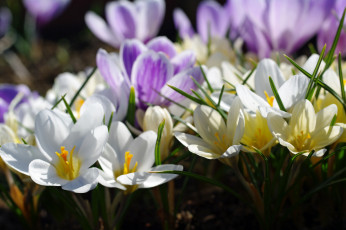 Картинка цветы крокусы апрель весна дача красота луковичные макро первоцветы природа радость растения сиреневый цвет флора