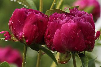 Картинка цветы пионы весна красота природа тамбов тамбовская область