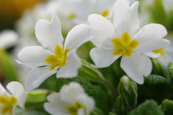 Картинка цветы примулы флора растения пробуждение природа примула первоцветы весна белый цвет белоснежность нежность макро май красота дача
