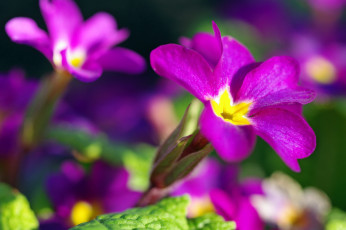 обоя цветы, примулы, первоцветы, белоснежность, белый, цвет, нежность, май, весна, дача, красота, примула, природа, растения, пробуждение, флора