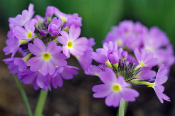 Картинка цветы примулы природа весна примула красота май макро первоцветы дача растения флора сиреневый цвет