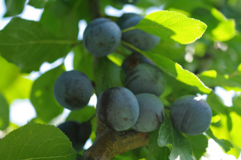 Картинка природа плоды ветка дача множество осень сентябрь тернослив урожай ягоды