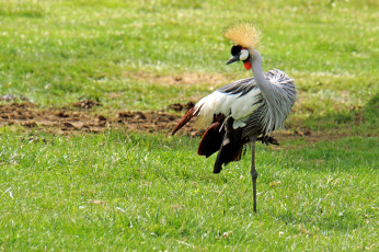 Картинка венценосный+журавль животные журавли журавль венценосный