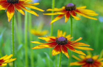 Картинка цветы рудбекия дача лепестки красота лето флора растения макро август природа