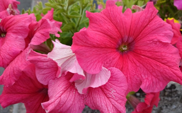 Картинка цветы петунии +калибрахоа розовый