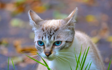 Картинка животные коты морда