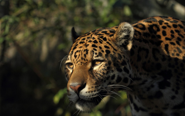 Обои картинки фото животные, Ягуары, морда