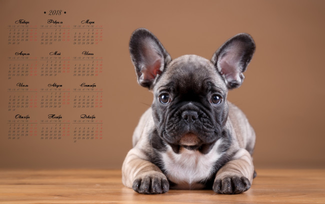 Обои картинки фото календари, животные, собака, взгляд