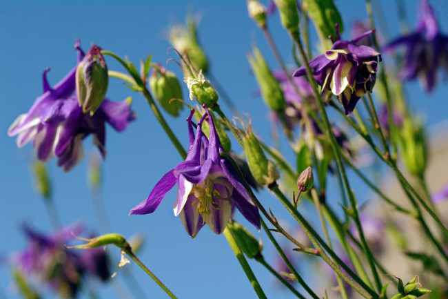 Обои картинки фото цветы, аквилегия , водосбор, аквилегия, водосборник, красота, лето, небо, природа, растения, фиолетовый, цвет, флора