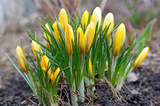 Обои картинки фото цветы, крокусы, апрель, весна, дача, жёлтый, цвет, красота, луковичные, макро, первоцветы, природа, радость, растения, флора