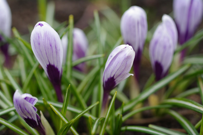 Обои картинки фото цветы, крокусы, первоцветы, макро, луковичные, красота, флора, сиреневый, цвет, растения, радость, природа, дача, весна, апрель