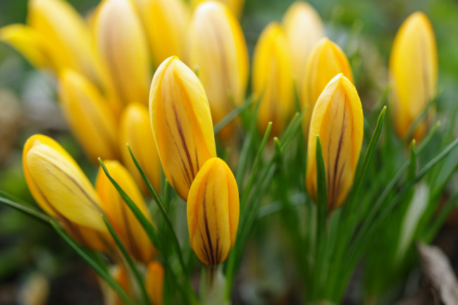 Обои картинки фото цветы, крокусы, природа, первоцветы, макро, луковичные, красота, флора, растения, радость, весна, апрель, жёлтый, цвет, дача