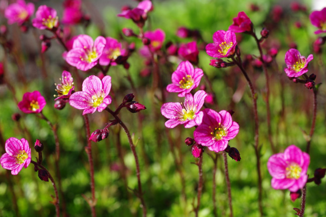 Обои картинки фото цветы, макро, май, красота, камнеломка, дача, весна, множество, природа, растения, розовый, цвет, флора, цветущий, мох