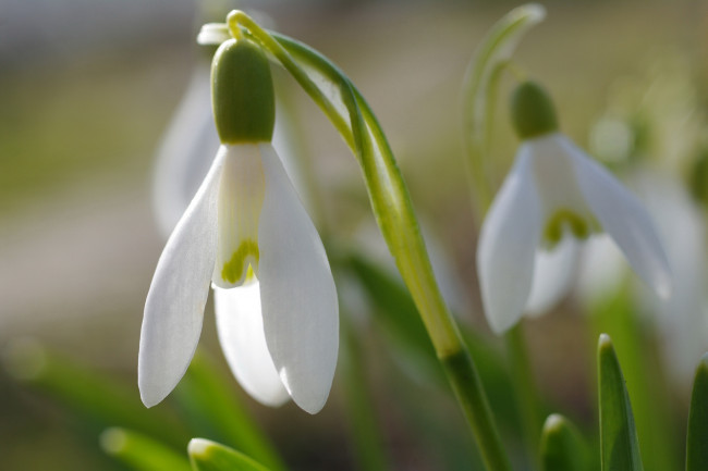 Обои картинки фото цветы, подснежники,  белоцветники,  пролески, дача, галантус, весна, белый, цвет, апрель, флора, растения, природа, первоцветы, нежность, луковичные