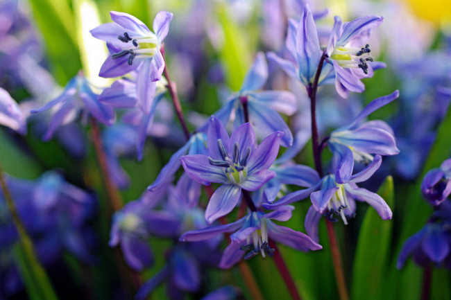 Обои картинки фото цветы, подснежники,  белоцветники,  пролески, природа, макро, первоцветы, множество, май, дача, красота, весна, tanyusha, пролески, радость, растения, флора, синий, цвет