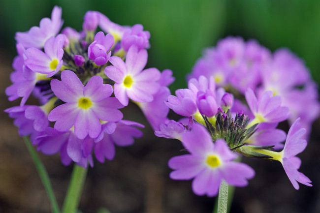 Обои картинки фото цветы, примулы, природа, весна, примула, красота, май, макро, первоцветы, дача, растения, флора, сиреневый, цвет