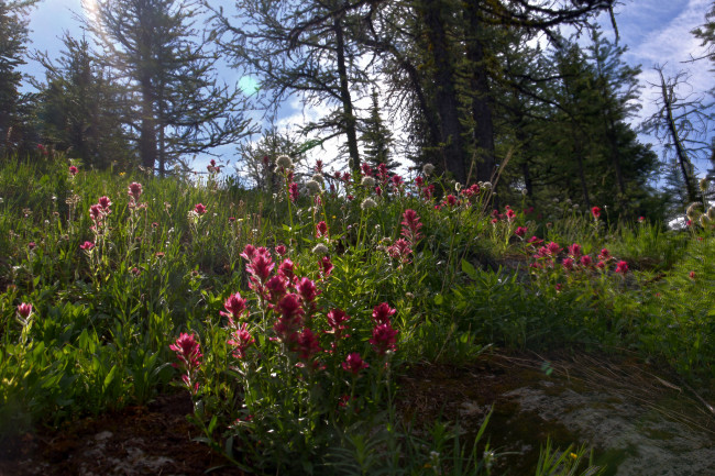 Обои картинки фото природа, лес, простор