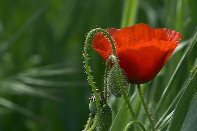 Обои картинки фото цветы, маки, мак, макро, красный