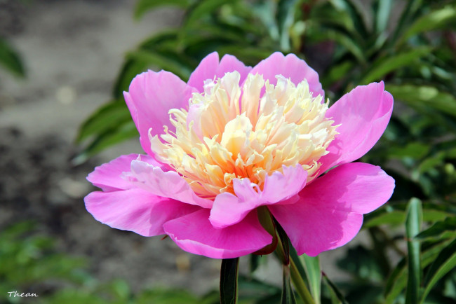 Обои картинки фото цветы, пионы, макро