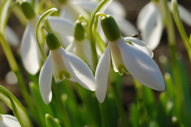 Обои картинки фото цветы, подснежники,  белоцветники,  пролески, растения, природа, первоцветы, нежность, флора, луковичные, дача, галантус, весна, белый, цвет, апрель