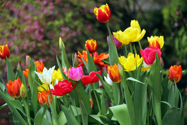 Обои картинки фото цветы, тюльпаны, бутоны