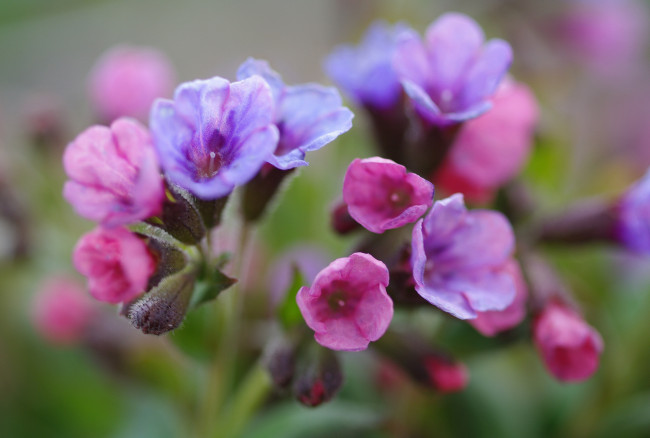 Обои картинки фото цветы, медуница, флора, растения, радость, сиреневый, цвет, пробуждение, природа, нежность, первоцветы, розовый, весна, дача, май