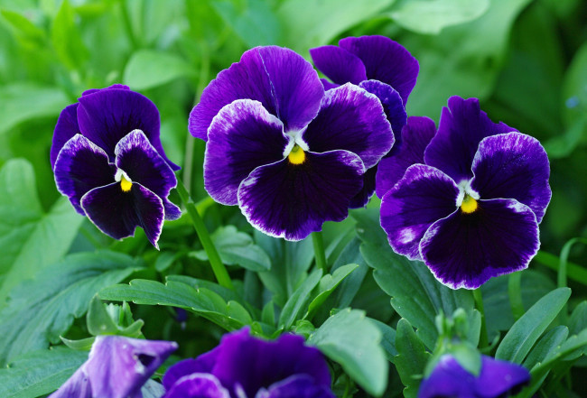 Обои картинки фото цветы, анютины глазки , садовые фиалки, анютины, глазки, виола, дача, двулетники, красота, лето, макро, многолетники, природа, растения, фиалки, флора, цветок