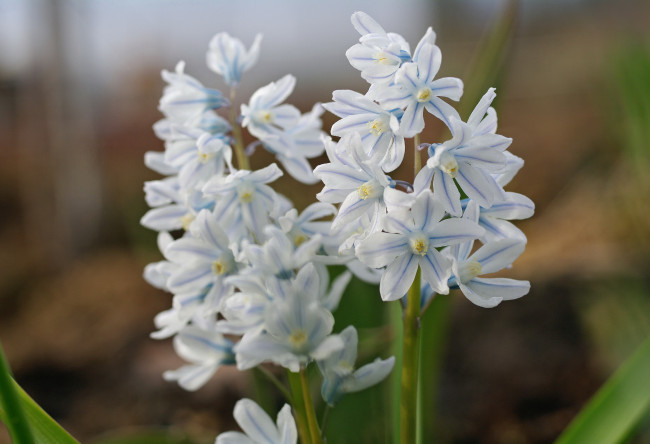 Обои картинки фото цветы, гиацинты, дача, радость, пушкинария, голубой, цвет, природа, пролески, пробуждение, подснежники, весна, первоцветы, растения, флора, красота, май, нежность, макро