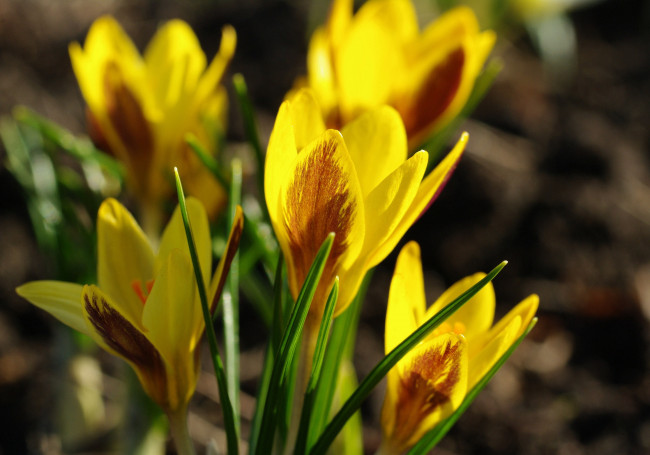 Обои картинки фото цветы, крокусы, апрель, весна, дача, жёлтый, цвет, красота, луковичные, макро, первоцветы, природа, радость, растения, флора