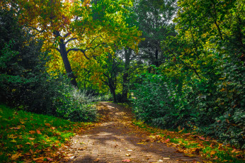 Картинка природа лес простор