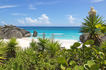 Картинка природа тропики простор