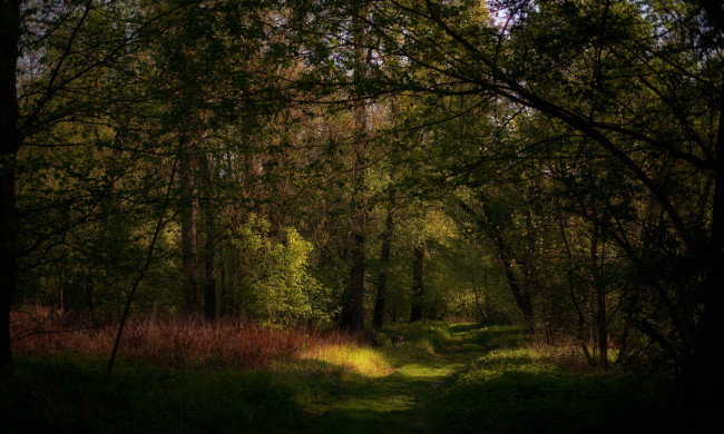 Обои картинки фото природа, лес, простор
