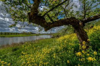 Картинка природа луга простор